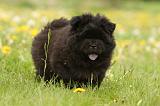CHOW CHOW 491